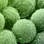 mold spores