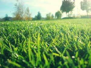 Grass stains are common in children and people who hike or enjoy the outdoors