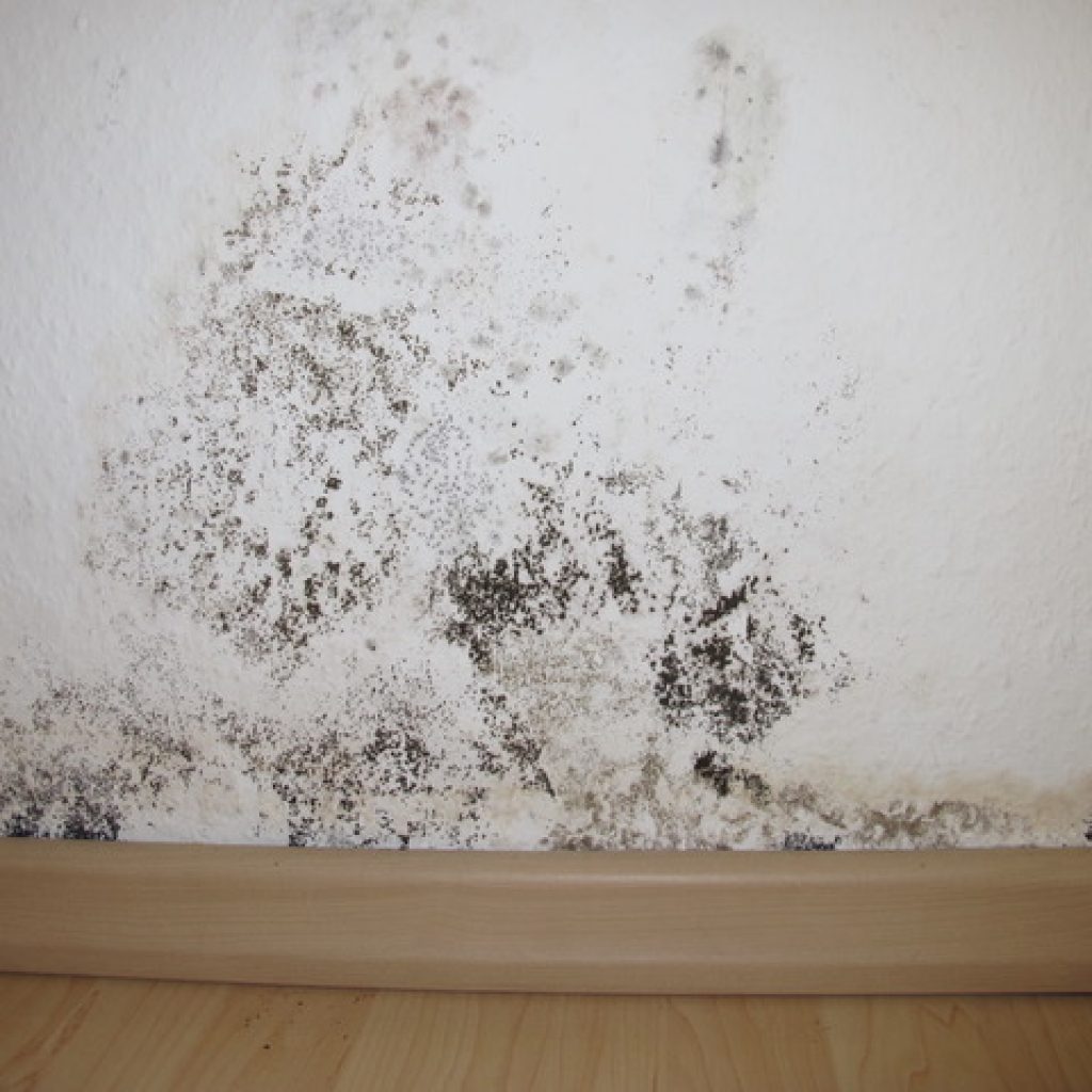 black mold black mold