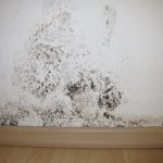 black mold