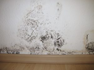 black mold