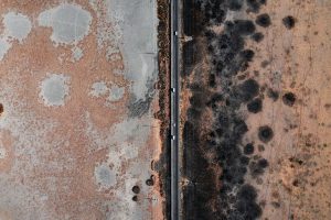 white-mold-vs-black-mold