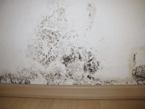 Mold removal virginia beach