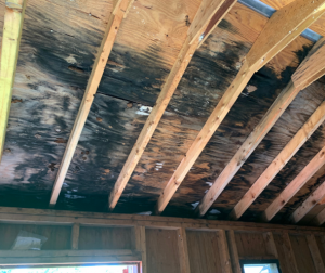 warning signs of mold
