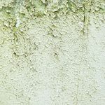 Mold on concrete