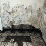 Cleaning Up Mold From Water Damage