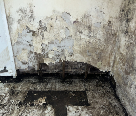 Cleaning Up Mold From Water Damage