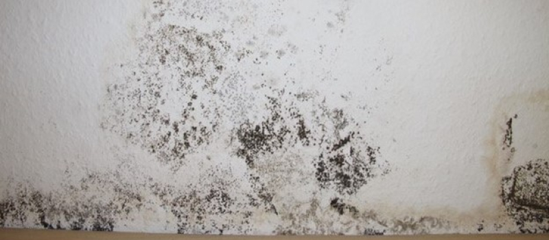 Mold Remediation Nashville TN