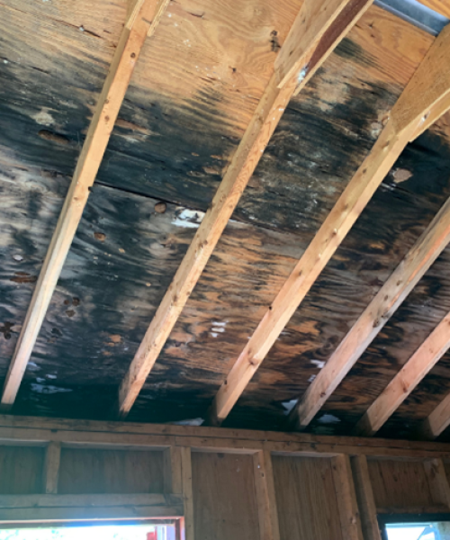 warning-signs-of-mold